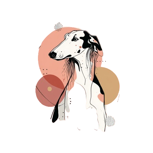 Afghan Hound