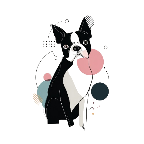 Boston Terrier