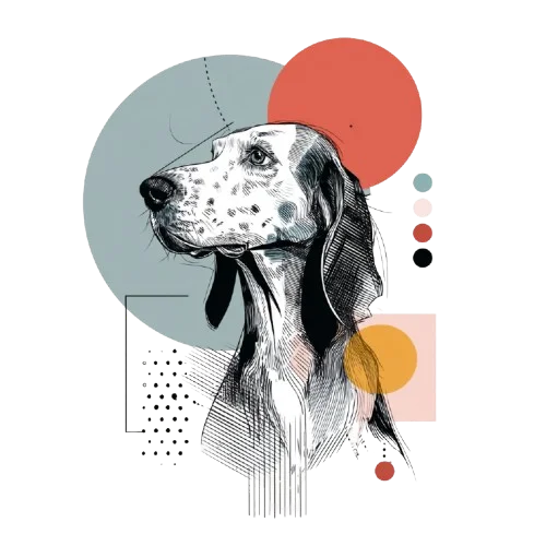 Irish Setter