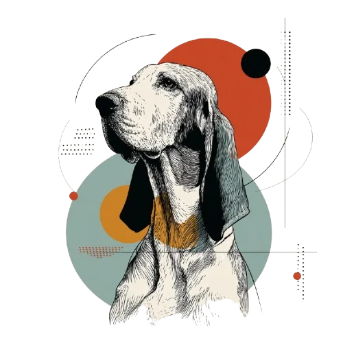 Spinone Italiano